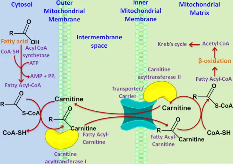 bulk powders L-carnitine