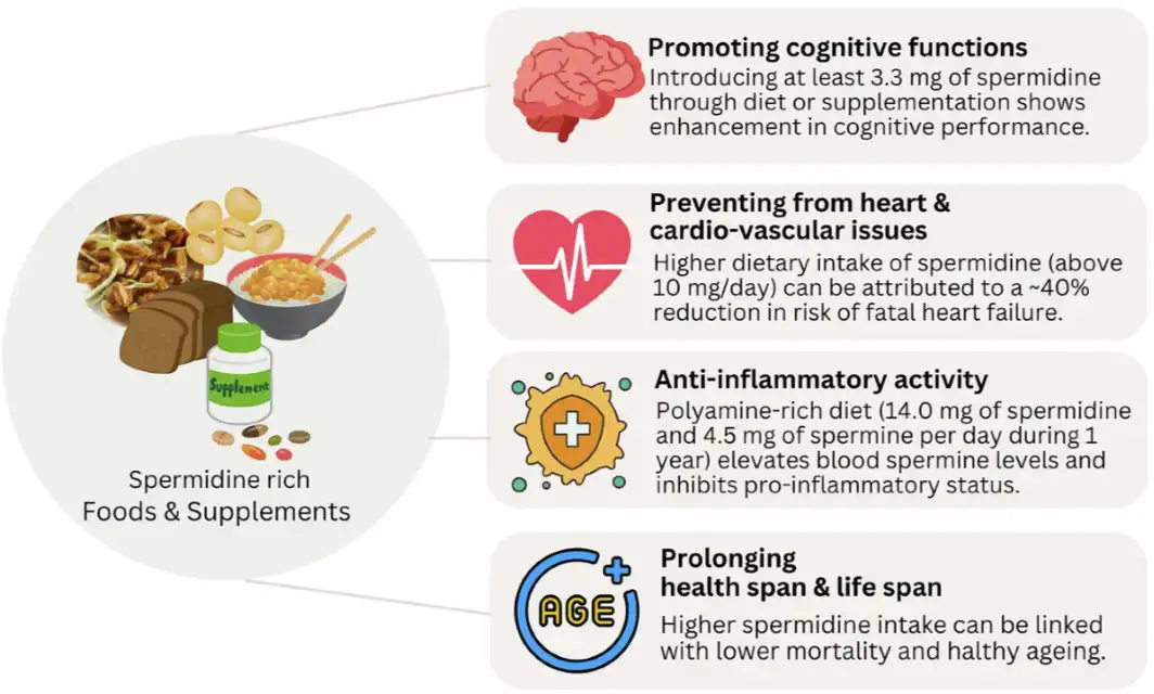 Food-grade Spermidine Powder Food-grade Spermidine Powder