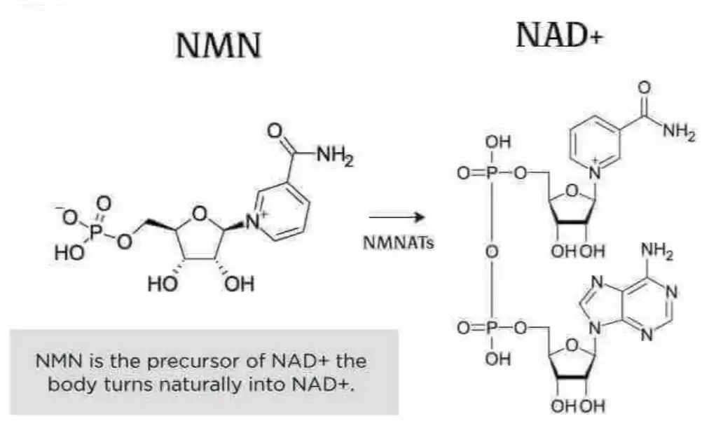 Pharmaceutical grade NMNH Powder Pharmaceutical grade NMNH Powder