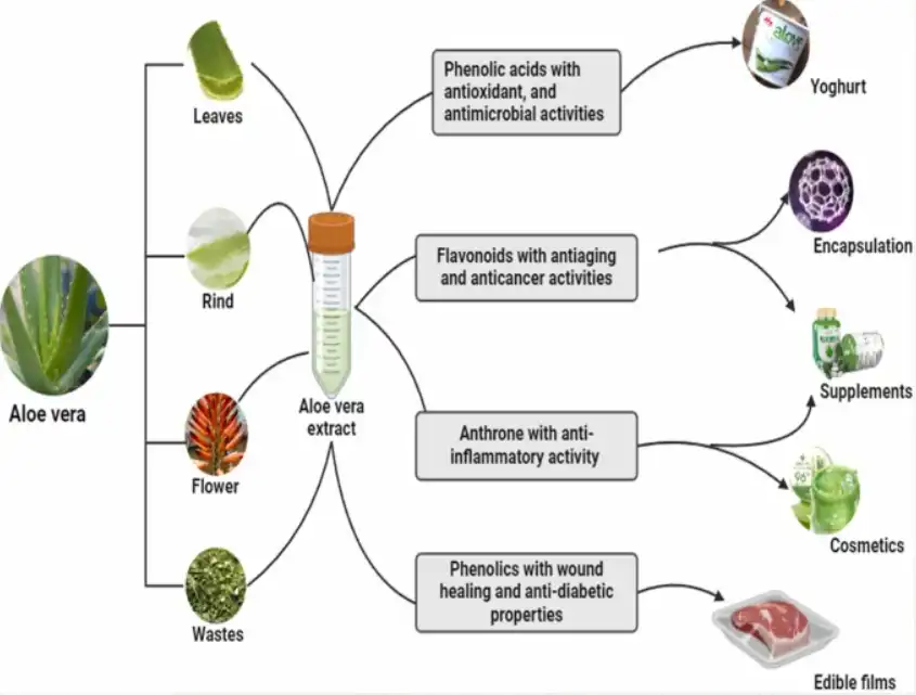 Aloe vera extract powder