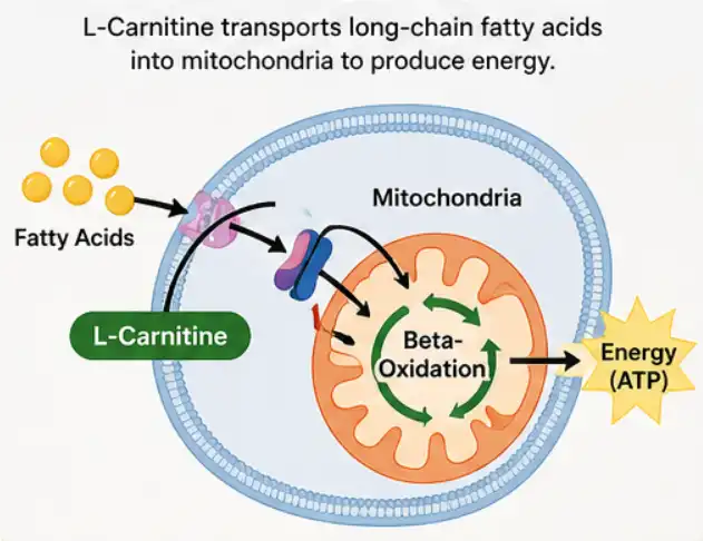 l carnitine base powder l carnitine base powder
